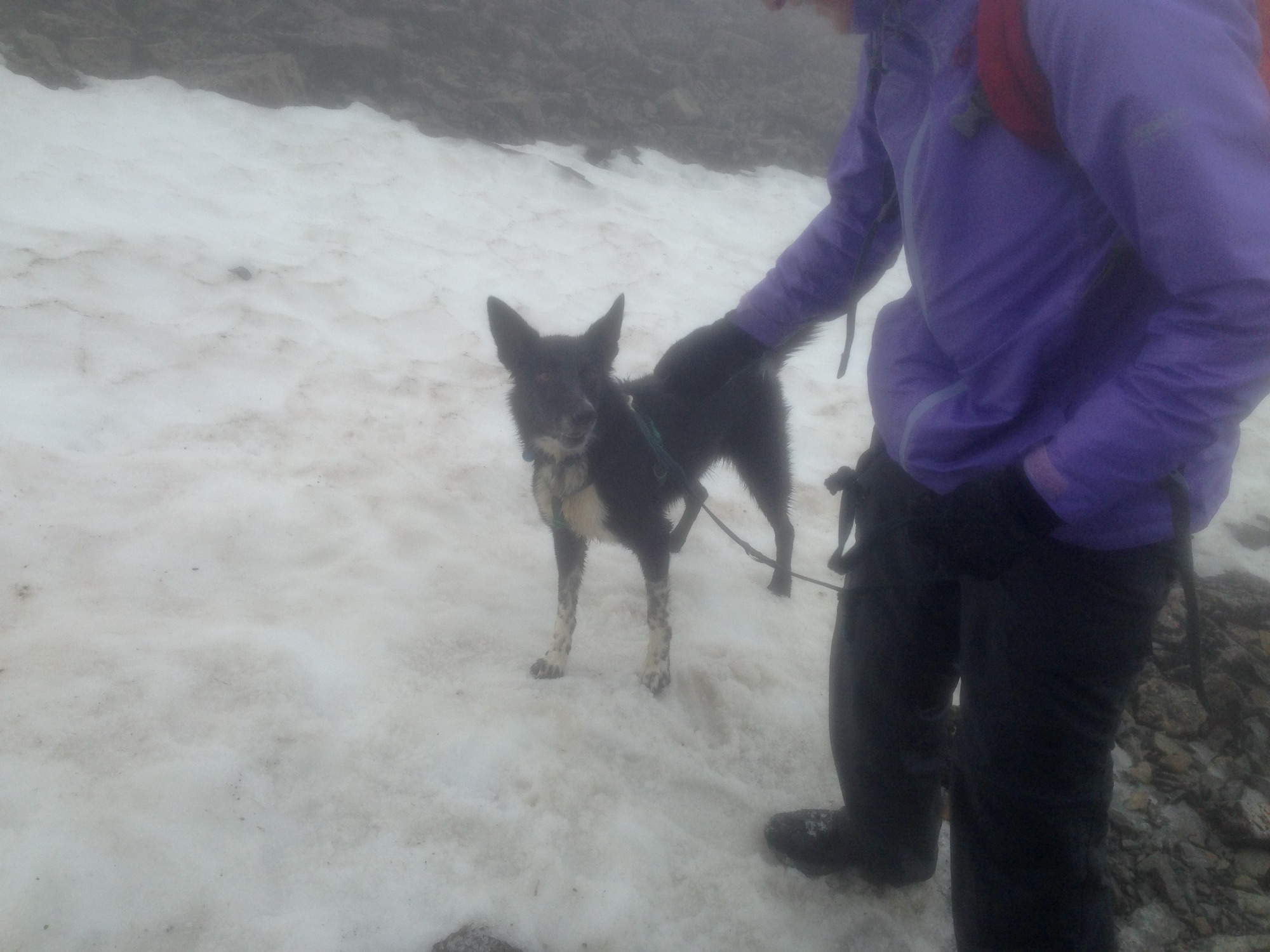 Conquering Ben Nevis with Rupert the Dog: A Rainy, Foggy, Snowy Adventure