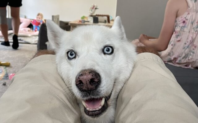 Housesitting A Handy Sydney Base With a Dog