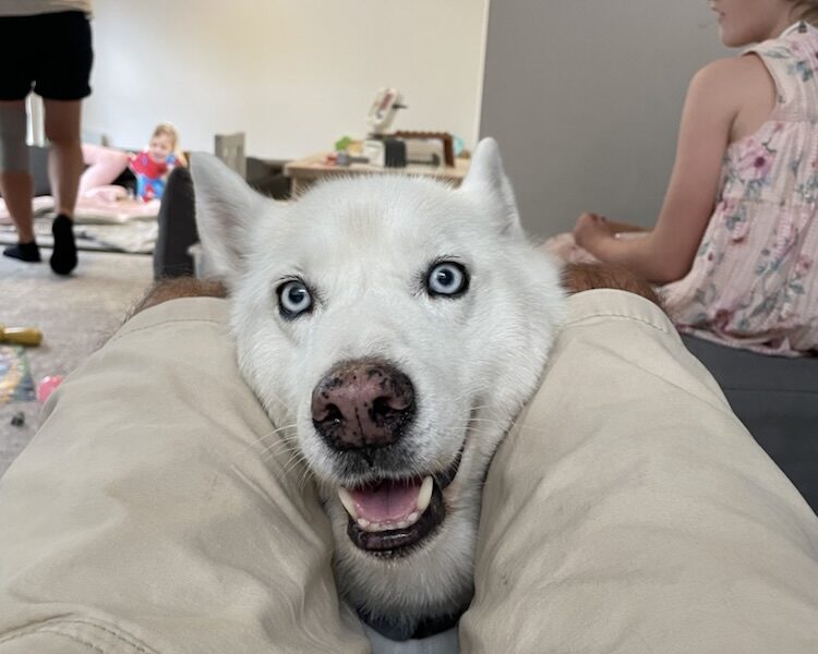 Housesitting A Handy Sydney Base With a Dog